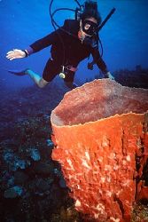 Roatan, Honduras. by Shawn Jackson 
